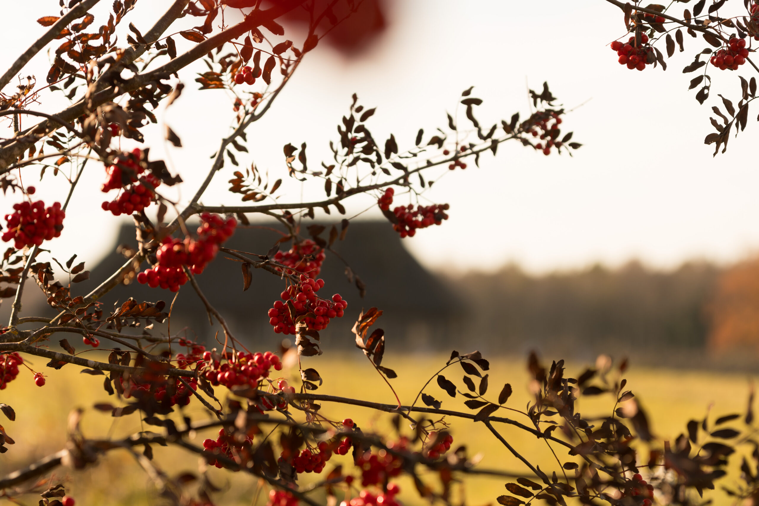 Järvamaa peo proovides on oodata muudatusi